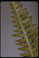 Image of holly fern