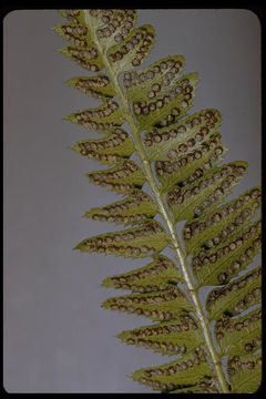 Слика од Polystichum lonchitis (L.) Roth