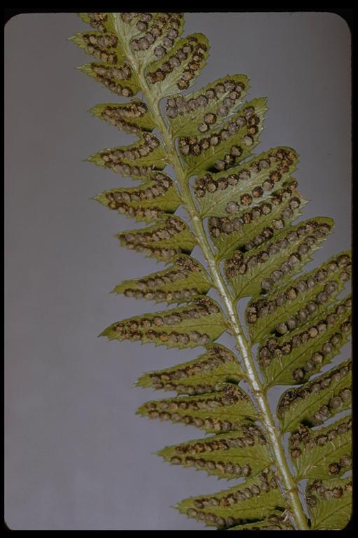 Image of holly fern