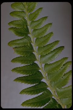 Image of holly fern