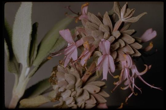 Image de Salvia leucophylla Greene