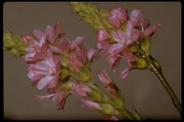 Image of checkerbloom