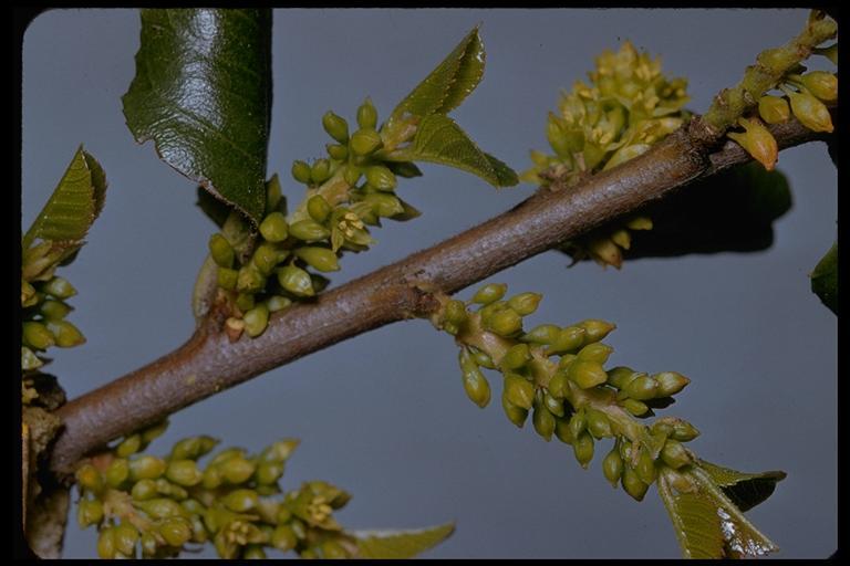 Image of <i>Rhamnus ilicifolia</i>