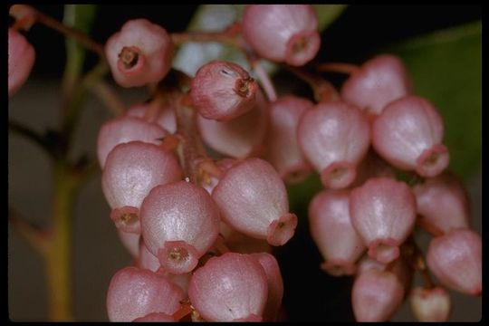 Image of Stanford's manzanita