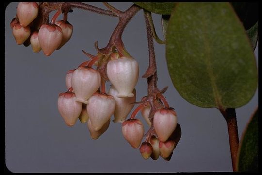 Image of Hooker's manzanita