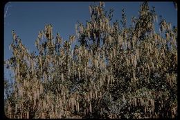 Image de Garrya elliptica Douglas ex Lindl.