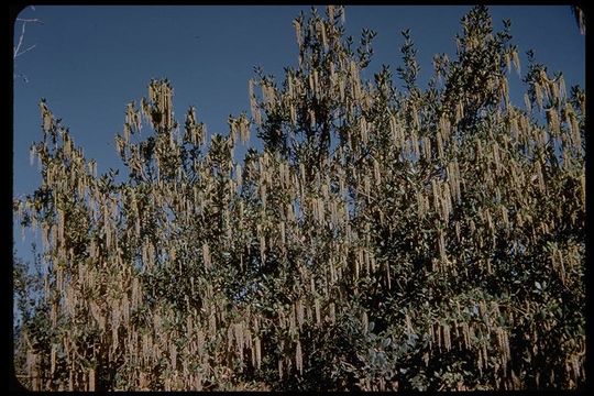 Image de Garrya elliptica Douglas ex Lindl.