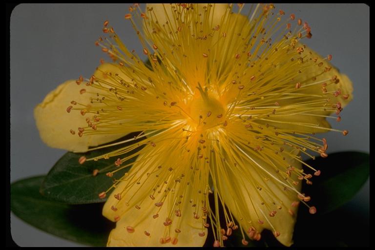 صورة Hypericum calycinum L.