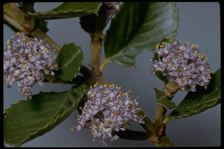 Image of Point Reyes ceanothus