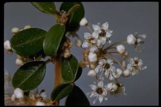 Sivun Ceanothus megacarpus Nutt. kuva