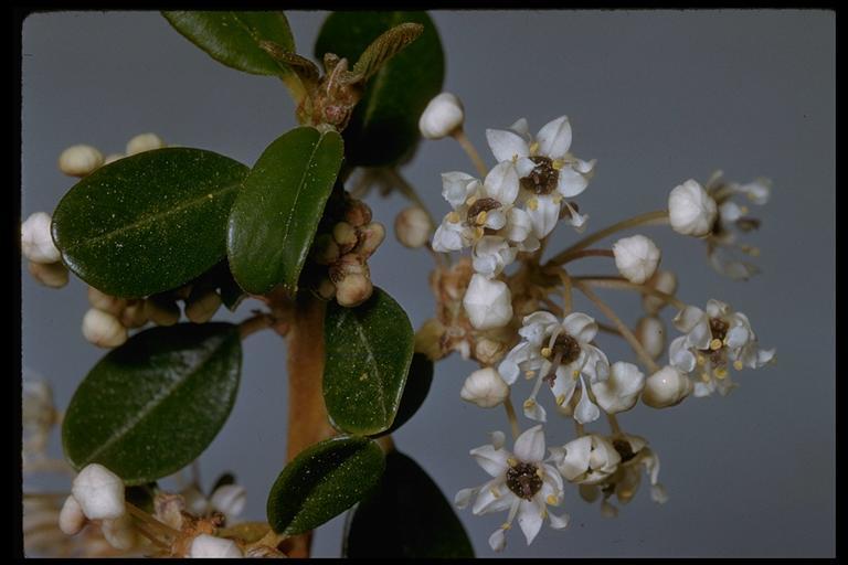 Imagem de Ceanothus megacarpus Nutt.