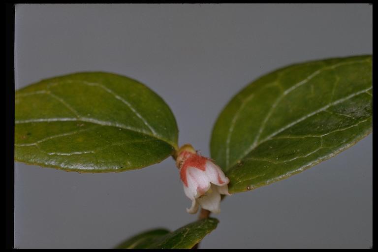 Image of Western Teaberry