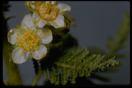 Sivun Chamaebatiaria millefolium (Torr.) Maxim. kuva