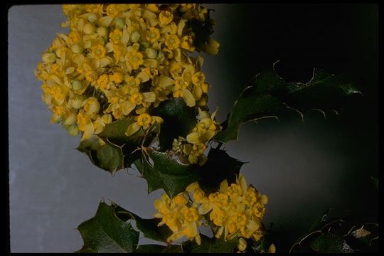 Image of Mahonia