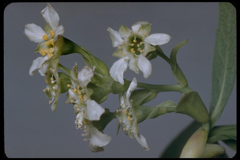 Image de Oemleria cerasiformis (W. L Hooker & Arnott) Landon