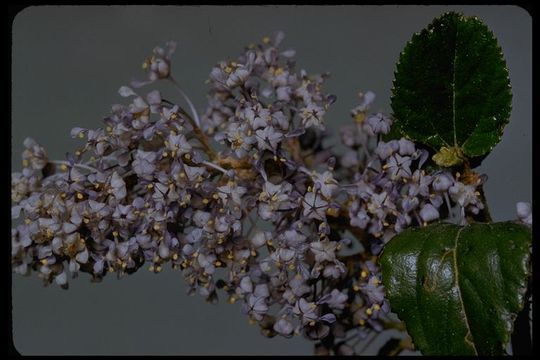 Image of woolyleaf ceanothus