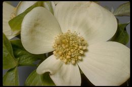 Image of Pacific dogwood