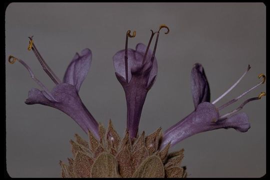 Imagem de Salvia leucophylla Greene