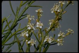 Adenostoma sparsifolium Torr.的圖片