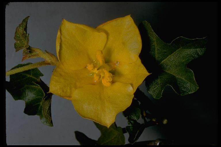 Sivun Fremontodendron californicum (Torr.) Coult. kuva