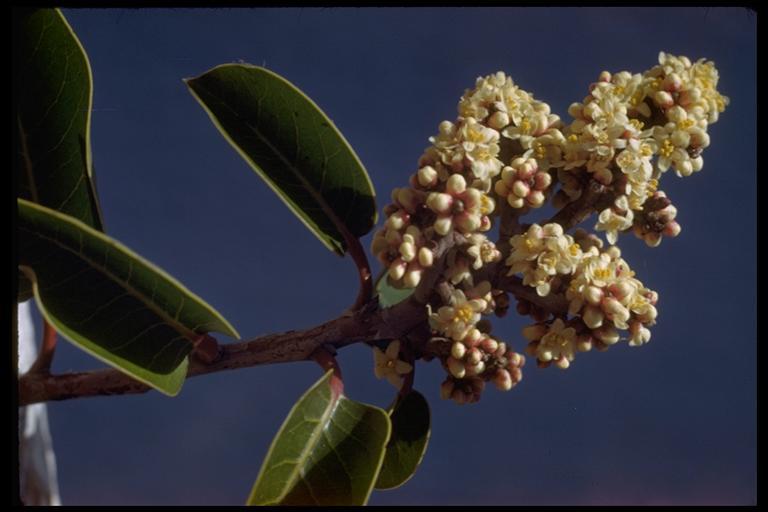 Imagem de Rhus ovata S. Wats.