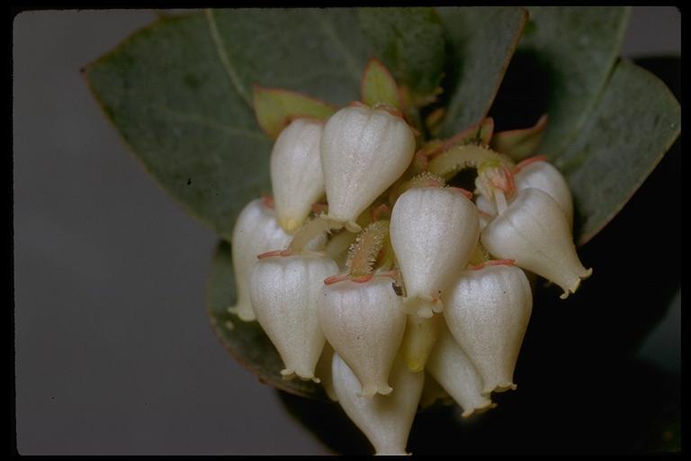 Image of Alameda manzanita