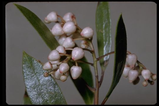 Image of Stanford's manzanita