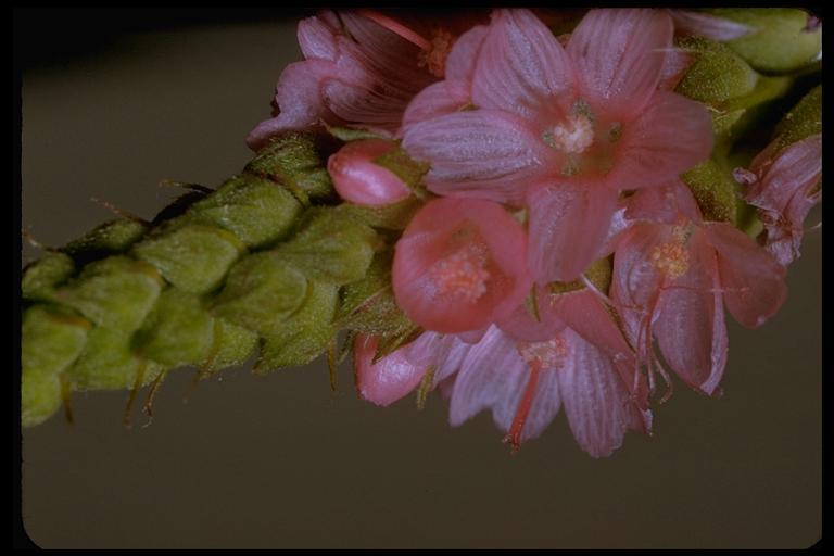 Image of checkerbloom