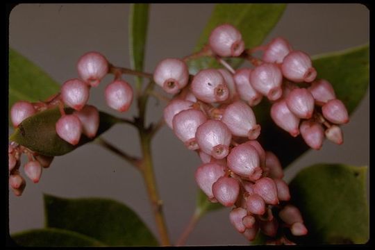 Image of Stanford's manzanita