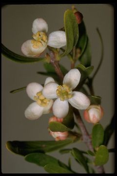 Image of bush rue