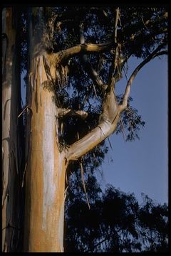 Imagem de Eucalyptus globulus Labill.