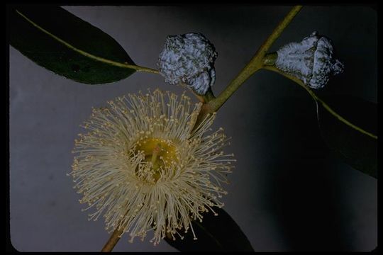 Imagem de Eucalyptus globulus Labill.