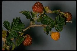 Image de Rubus spectabilis Pursh