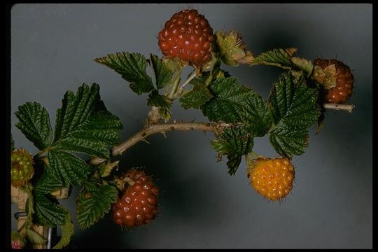 Image of salmonberry