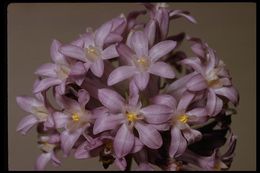 Sivun Dichelostemma multiflorum (Benth.) A. Heller kuva