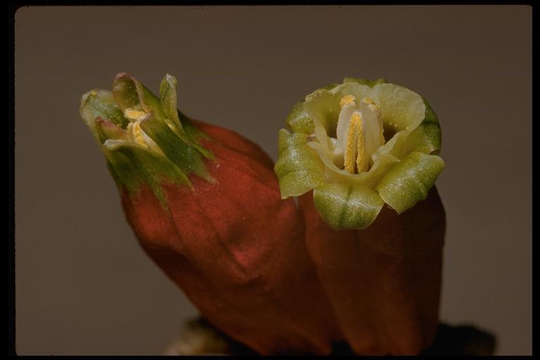 Imagem de Dichelostemma ida-maia (Alph. Wood) Greene