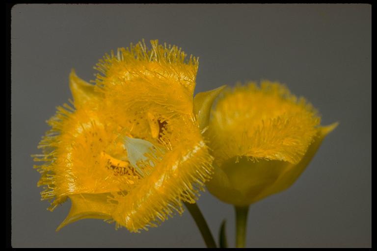 Calochortus monophyllus (Lindl.) Lem. resmi