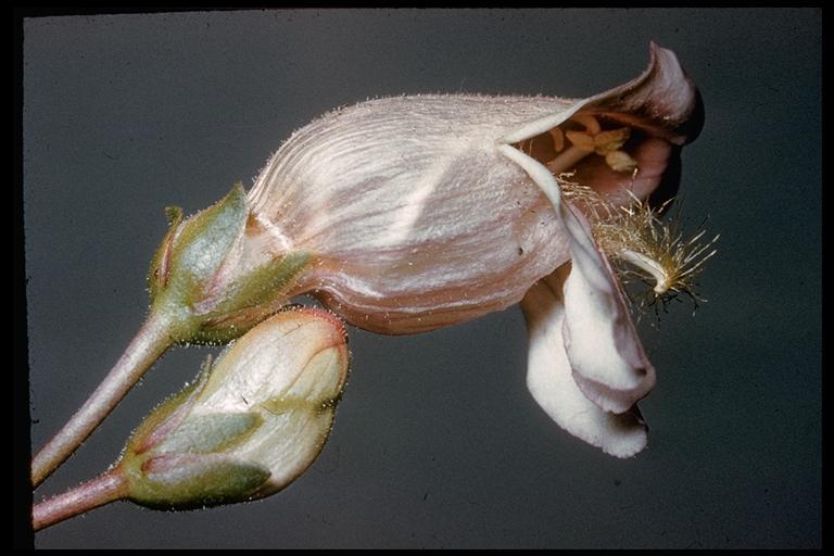 Image of Palmer's penstemon