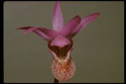 Image of Calypso orchid