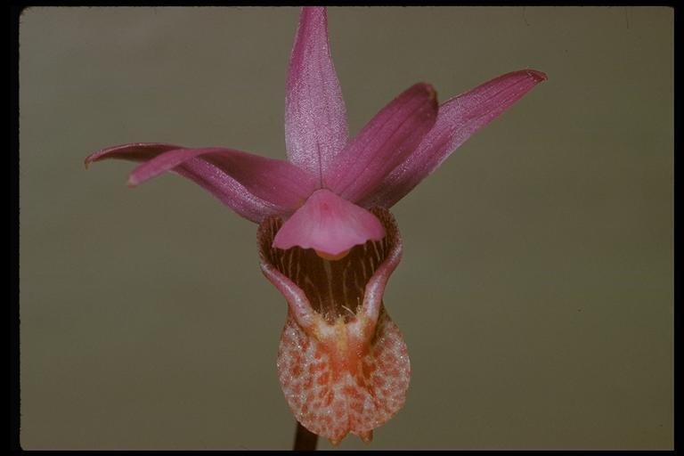 Image of Calypso orchid