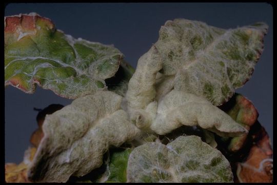 Image of seaside buckwheat