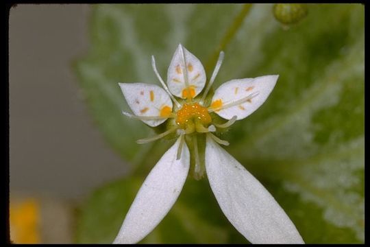 Imagem de Saxifraga stolonifera Curtis