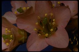 Image of elephant-ear