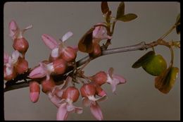 Cercis canadensis var. texensis (S. Watson) M. Hopkins resmi