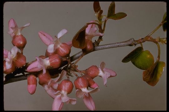 Image de Cercis canadensis var. texensis (S. Watson) M. Hopkins