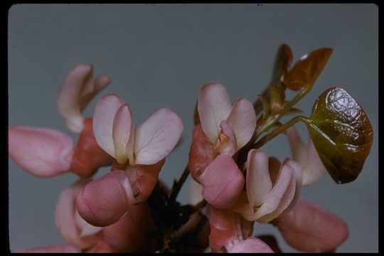 Plancia ëd Cercis canadensis var. texensis (S. Watson) M. Hopkins