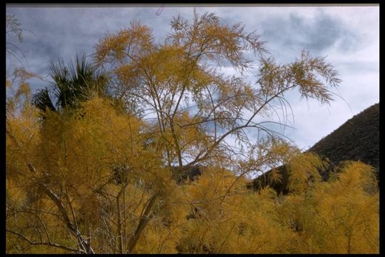 Image de Tamarix chinensis Lour.