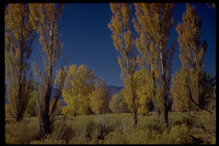 Image of Black Cottonwood