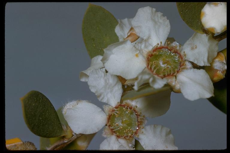 Image de Leptospermum laevigatum (Gaertner) F. Müll.