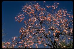 Image of japanese persimmon